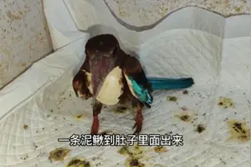 翠鸟的消化能力有多强，剔骨大师，吐出来的骨头都可以做标本了视频封面
