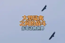 高清记录大型猛禽战斗：白尾海雕大战秃鹫，金雕战秃鹫。谁会赢？视频封面