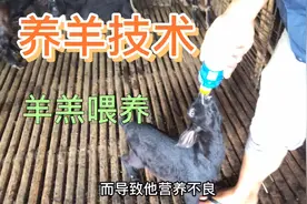 养羊技术，羊羔喂养成活率100%，经验分享，不学就亏大了视频封面