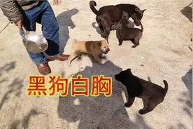 人人都说黑狗白胸养了不吉利、这到底是什么逻辑！有知道的吗？
