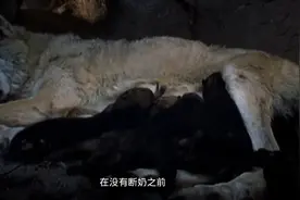 忍着剧烈疼痛的母狼一次产下七只幼崽视频封面