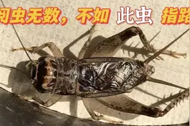 这种蟋蟀很凶又有特点，但看懂的玩家少之又少，老乡都当皮子虫卖视频封面