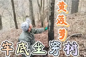 吴叔家的婶上火牙疼，小陈给挖点野枸杞根，遇到珍贵树种黄菠萝