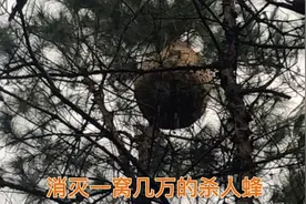 为民除害，消灭几万的一窝“杀人蜂”视频封面