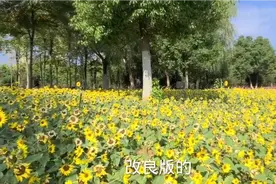 我第一次见过这么矮的向日葵，象花朵一样视频封面