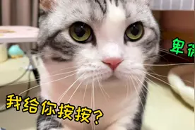 警惕！猫咪给你踩奶按摩，就是想要吸你！睡你啦！！视频封面