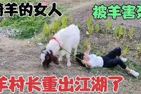 这个女的真是疯了，满村骑羊玩，羊不服气，可把她整死了，真猛啊视频封面