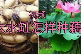 不会种藕的快来看，教你大水缸种藕视频封面