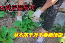 白菜苗期管理讲究多，草木灰千万不要随便撒，很多人都做错了视频封面