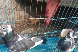 王炸选手杨阿腾鸟冠视频封面