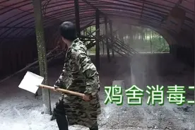 鸡舍消毒工作，撒石灰消毒，一直下雨，小鸡脱温要延误了视频封面