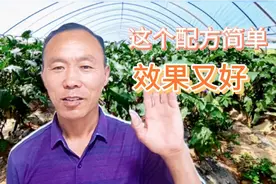 一个尿素小配方，能防治蔬菜烂根、黄叶、死苗等现象视频封面