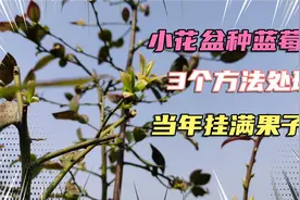 小花盆种蓝莓，3个方法处理，当年挂满果子视频封面