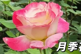 千姿百态五颜六色的月季花，是最符合适者生存的代表，普通而芳华视频封面