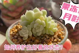 分享一款好养的多肉，阳台党也可以养出好看的状态！果冻色你爱吗视频封面