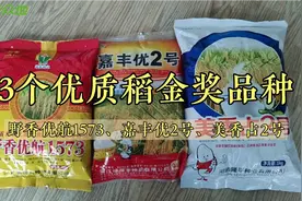 推荐3个优质稻金奖品种，米饭好吃，要米质有米质，要产量有产量视频封面