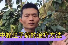 中蜂得烂子病怎么办？用这种简单的方法进行处理和治疗效果好视频封面