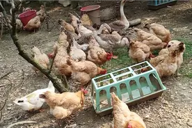 养鸡的地方时间长了寸草不生，小伙每天剪一桶青草喂鸡，很喜欢吃视频封面