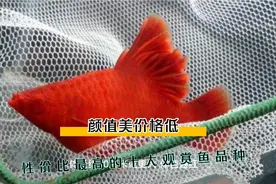 颜值在线性价比超高的十大观赏鱼品种视频封面