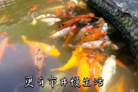 成都人民公园的巴适生活视频封面