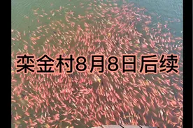栾金村动迁8.8后续视频封面