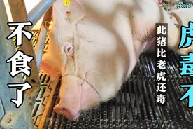 处理吃仔母猪“以暴制暴”，最见效。视频封面