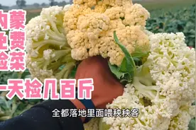 内蒙地里菜免费捡，这些菜都收购商嫌弃规格太小，都不要的白菜花视频封面