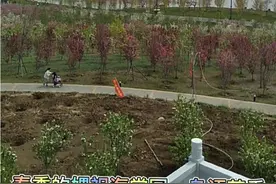 西平网红打卡地--嫘祖海棠园视频封面
