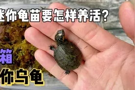 开箱超迷你的小龟，这么小的龟要怎样养活？刚买到家要怎样处理？视频封面