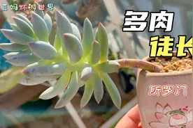浅谈多肉徒长起因和预防，分享买多肉心得视频封面