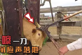“咔嚓”一刀，牛头瞬间“血肉模糊”，这真的是为它们好吗？视频封面