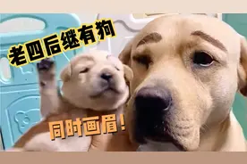 老四和小狗崽同时画上眉毛，简直一模一样，主人惊呼老四后继有狗视频封面
