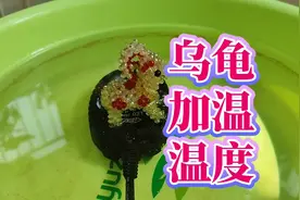 冬天加温养龟多少度好？两种情况要分清，冬季鱼缸加热棒温度推荐视频封面