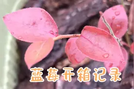 蓝莓苗网上购买开箱体验与盆栽方法，期待明年能吃上结果视频封面
