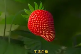 草莓其实是蚯蚓变得，看完你还敢吃草莓吗？视频封面