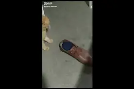 现实版汤姆与杰瑞。视频封面