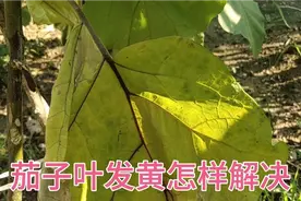 茄子叶发黄必须马上采取措施，不然茄子也会烂，听一下解决的办法视频封面