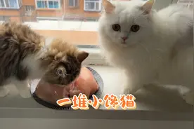 鸡胸肉这样煮，猫主子才爱吃，你学会了吗？视频封面