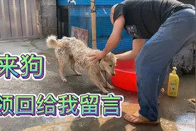 这条自己来狗不知道是谁的，很懂事见人来都摇尾巴，是你的吗？视频封面