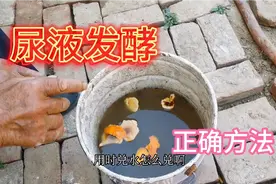 人尿肥发酵加点它，发酵快无异味肥效翻倍，蔬菜长得鲜嫩口感好视频封面