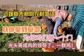 心暖在国外养鸡的生活过得怎样？围了活动场所后，发现缺一条门。视频封面