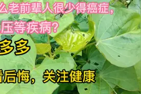 为什么老前辈人很少得癌症，高血压等疾病？不看后悔，关注健康！视频封面
