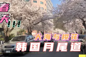 韩国月尾岛 碧蓝的大海与雪白的樱花 春天的气息太美好了视频封面