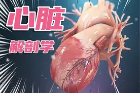 一颗完美的心脏长什么样？ 医学博士带你学心脏解剖学！视频封面