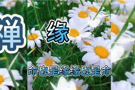 一首好听的《缘》参悟人生哲理，命也是缘缘也是命视频封面