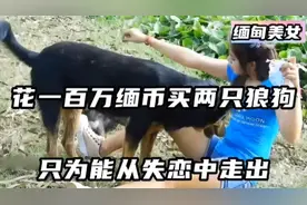 缅甸美女父母用5000万缅币测试女婿忠诚度，最后持巨资买两只狼狗视频封面