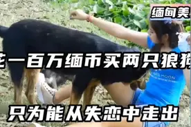缅甸美女父母用5000万缅币测试女婿忠诚度，最后持巨资买两只狼狗视频封面
