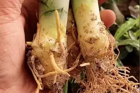 虎皮兰种植时要不要修根？做到这一点才能长出新根视频封面