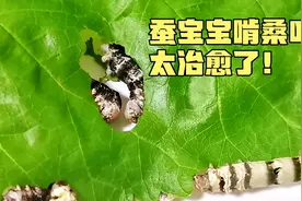 蚕宝宝啃桑叶，就像碎纸机一样！看上去太舒服了，强迫症福利！视频封面
