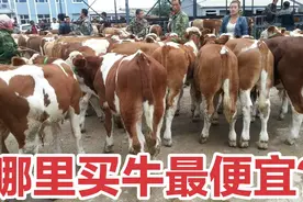 哪里买牛最便宜？揭秘外出买牛的三个渠道，这里不仅便宜质量还好视频封面